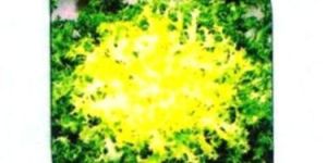 Chicory Vegetables Seed