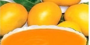 Alphonso Mango Pulp