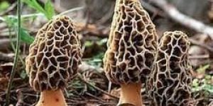 Morels Mushrooms