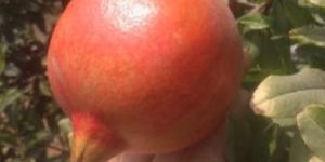 Pomegranate