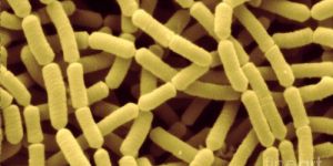 Lactobacillus Rhamnosus
