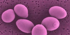 Saccharomyces Boulardii