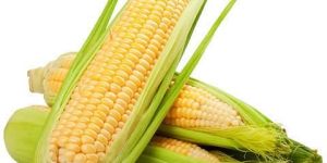 Maize Kernal