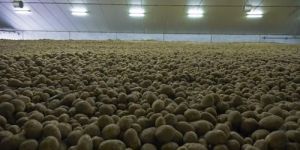 Fruit and Vegetable Waste Composting Microbes