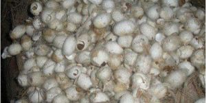Silkworm Cocoons