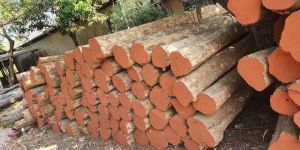 Sagwan Wood Log