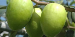 Green Apple Ber Plant