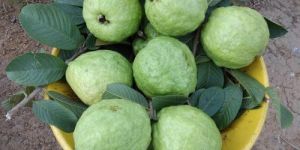 Thai 1 Kg G9 Guava Plant