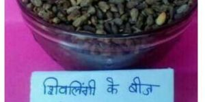 Shivlingi Seed