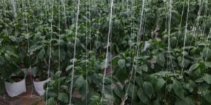 Green House Consulting Service