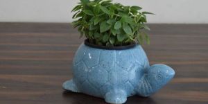 Peperomia Green Plant with Ceramic Pot