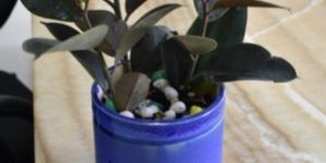 Rubber Plant with Ceramic Pots