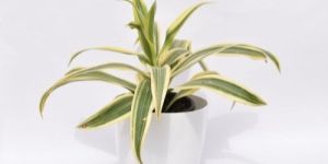 Dracaena Reflexa Plastic Pot Plant