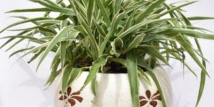 Spider Plant with Ceramic Plant