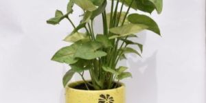 Syngonium Plant with Ceramic Decorative Pot