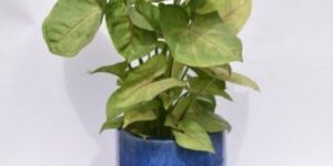 Syngonium Plant with Ceramic Pot