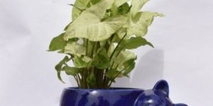 Syngonium with Ceramic Garden Pot