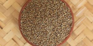 Pearl Millet Seeds