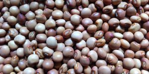 Pigeon Pea