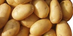 Fresh Natural Potatoes