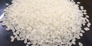 Japonica Rice