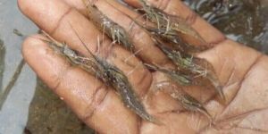 Scampi Prawn Seed