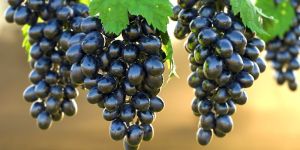 Fresh Black Grapes