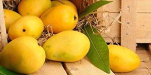 Fresh Chaunsa Mango
