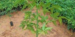 Malabar Neem Plant