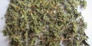 Dehydrated Tulsi Leaves