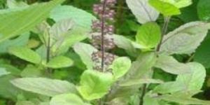 Fresh Tulsi Leaves
