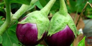 Fresh Brinjal