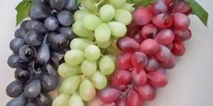 Fresh Organic Grapes