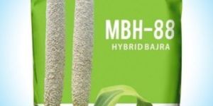 Hybrid Bajra Seeds