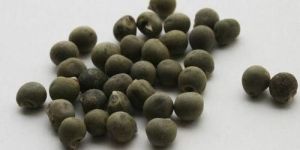 Hybrid Lady Finger Seeds