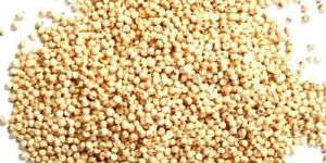 Hybrid Sorghum Seeds