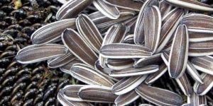 Hybrid Sunflower Seeds