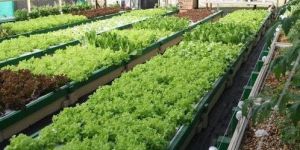 Aquaponics Farm Consultant