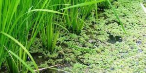 Azolla Cultivation Consultant
