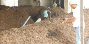 Mushroom Composting Consultancy Service
