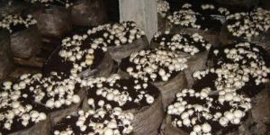 Mushroom Cultivation Consultant