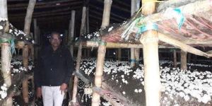 Mushroom Training ConsultanT