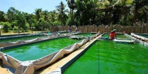 Spirulina Cultivation Consultant