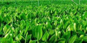 Tissue Culture Consultant