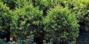 Golden Pine Indoor Plant