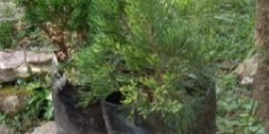 London Pine Indoor Plant