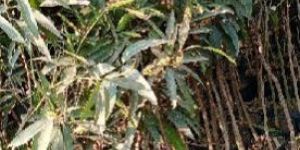 Mango Lengra Grafted Indoor Plant