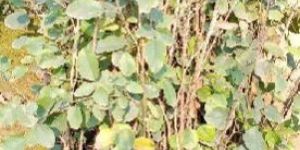 Red Sandalwood Plant