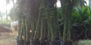 Royal Bottle Palm Tree