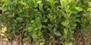 Lemon Seeds Indoor Plant